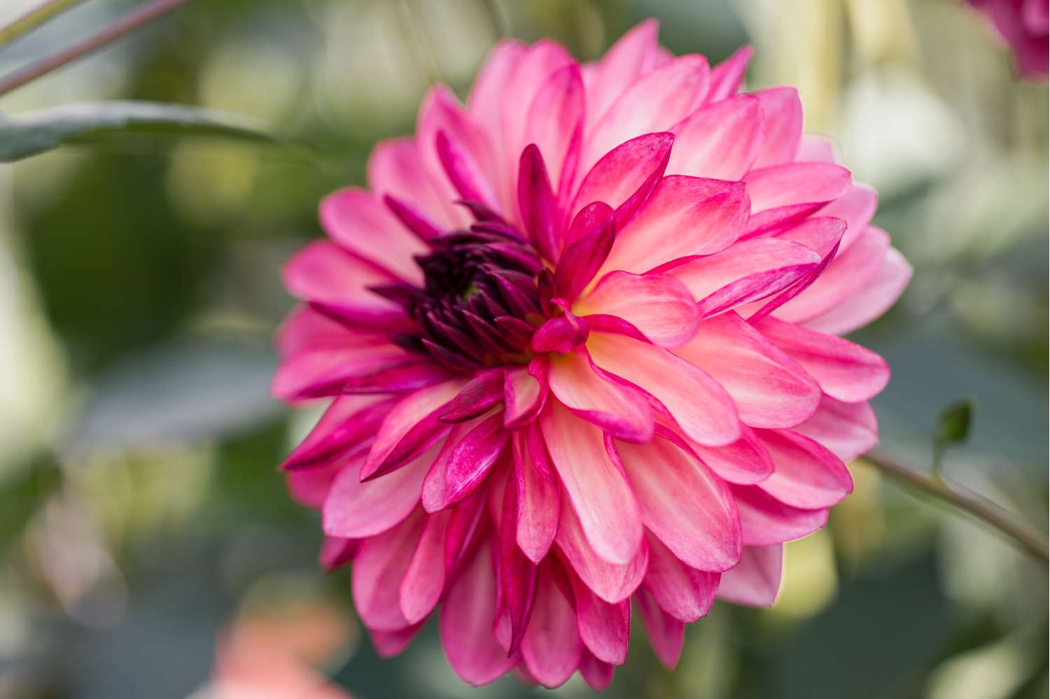 Dahlia 'Bacardi'